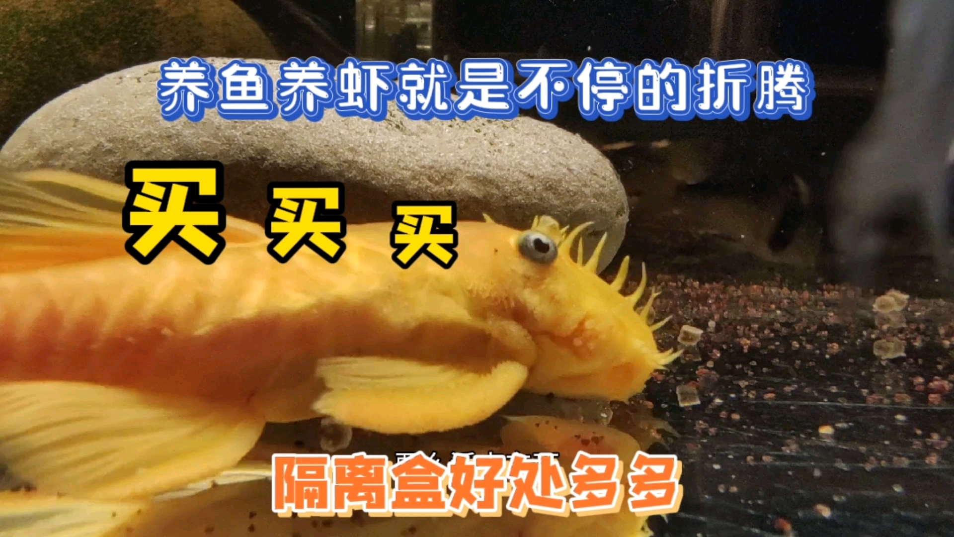 #记录生活#鱼缸里的城中村(隔离盒),技能隔离治疗病鱼,又能孵化小鱼苗