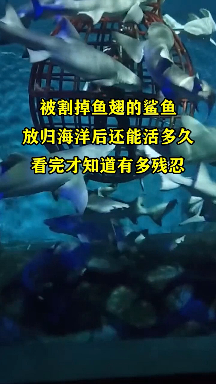 #奇闻趣事抢先看#被割掉鱼翅的鲨鱼,放归海洋后还能活多久,看完才知道有多残忍