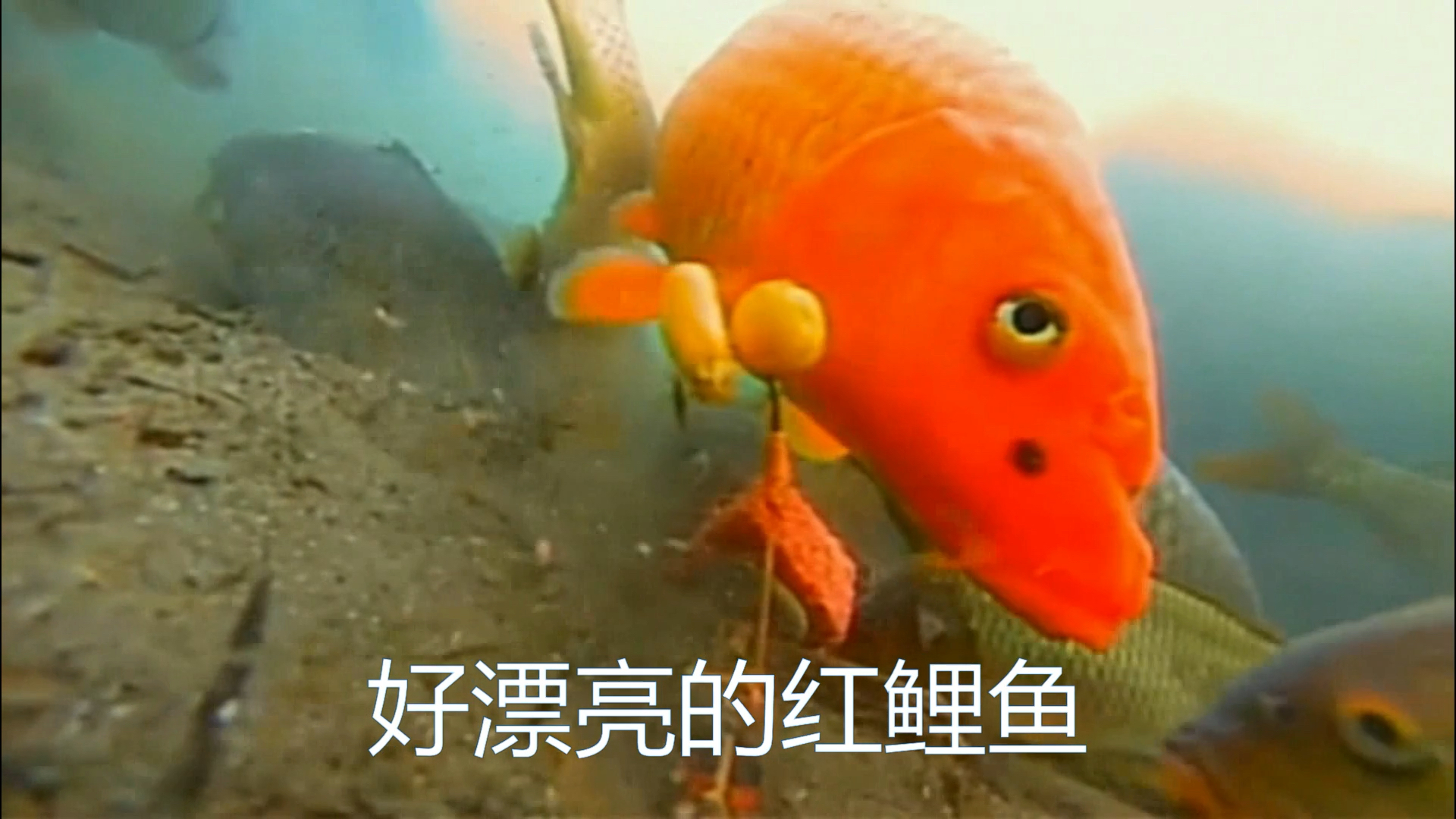 #钓鱼#水下高清实拍鲤鱼活动细觅食细节