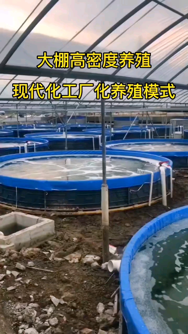 #养鱼#大棚现代化工厂化高密度养殖!