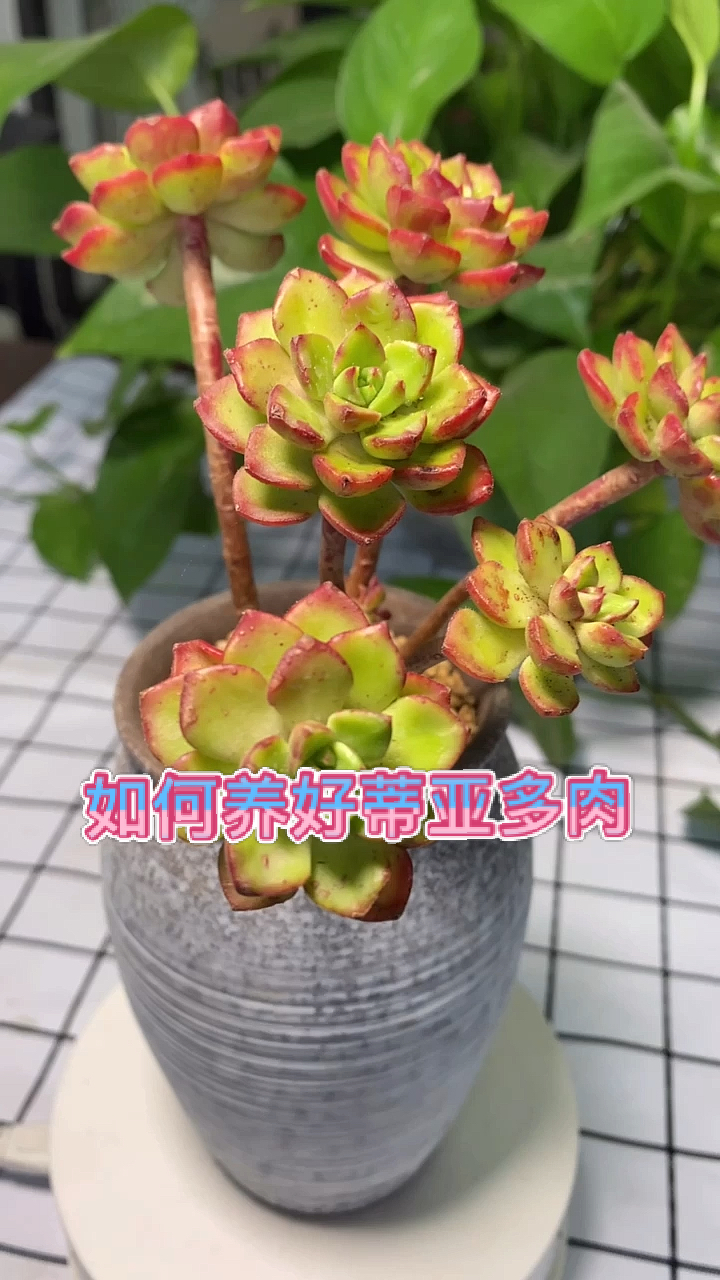 #多肉植物#30秒教会你,如何养好蒂亚多肉