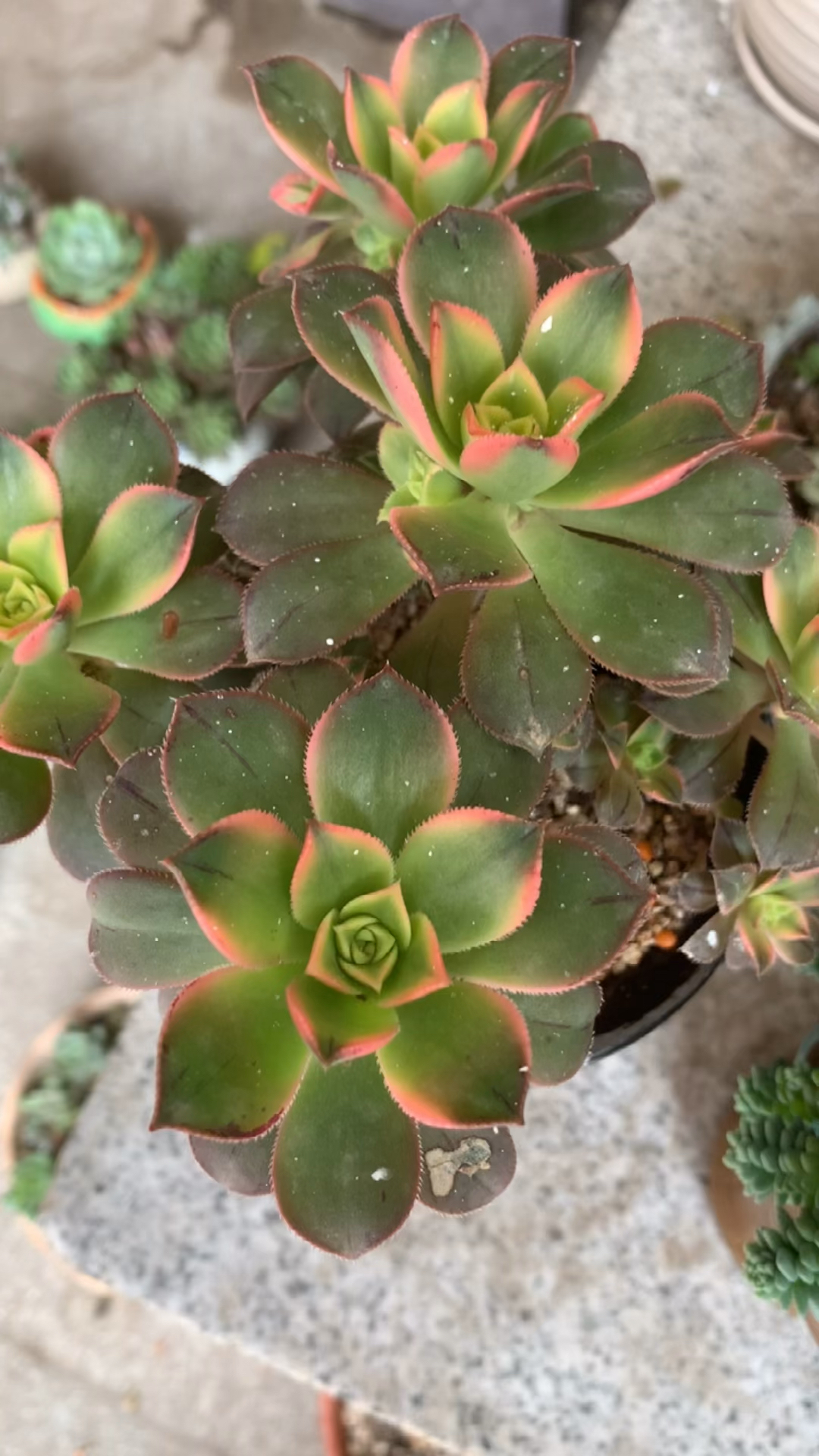 多肉艳日辉、旋叶姬星美人、广寒宫