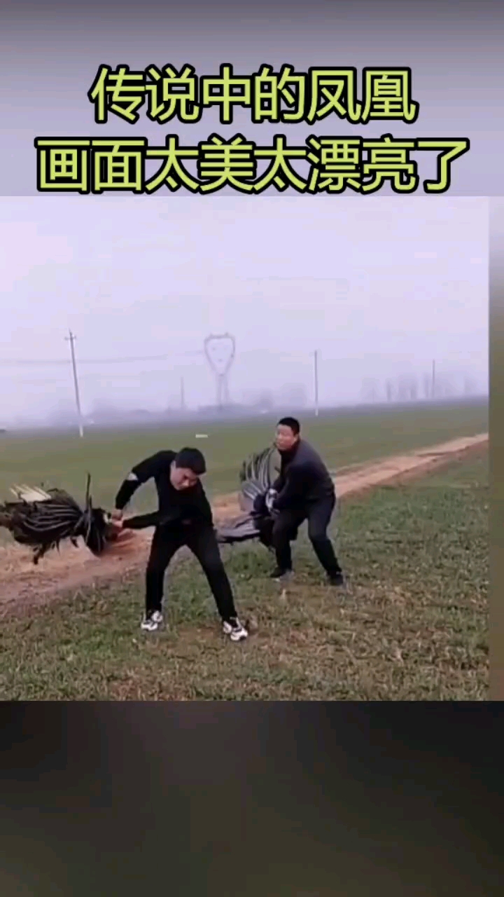 这到底是什么鸟?