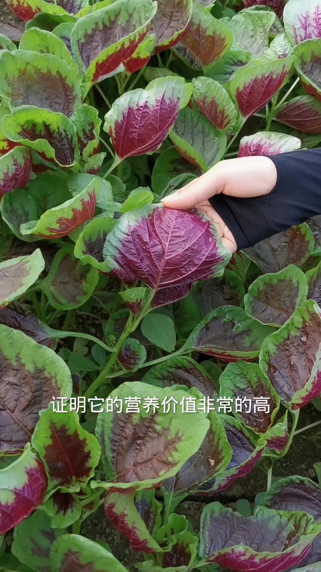 苋菜又名金不换,它的营养价值非常高,现在该种了,别错过它哦