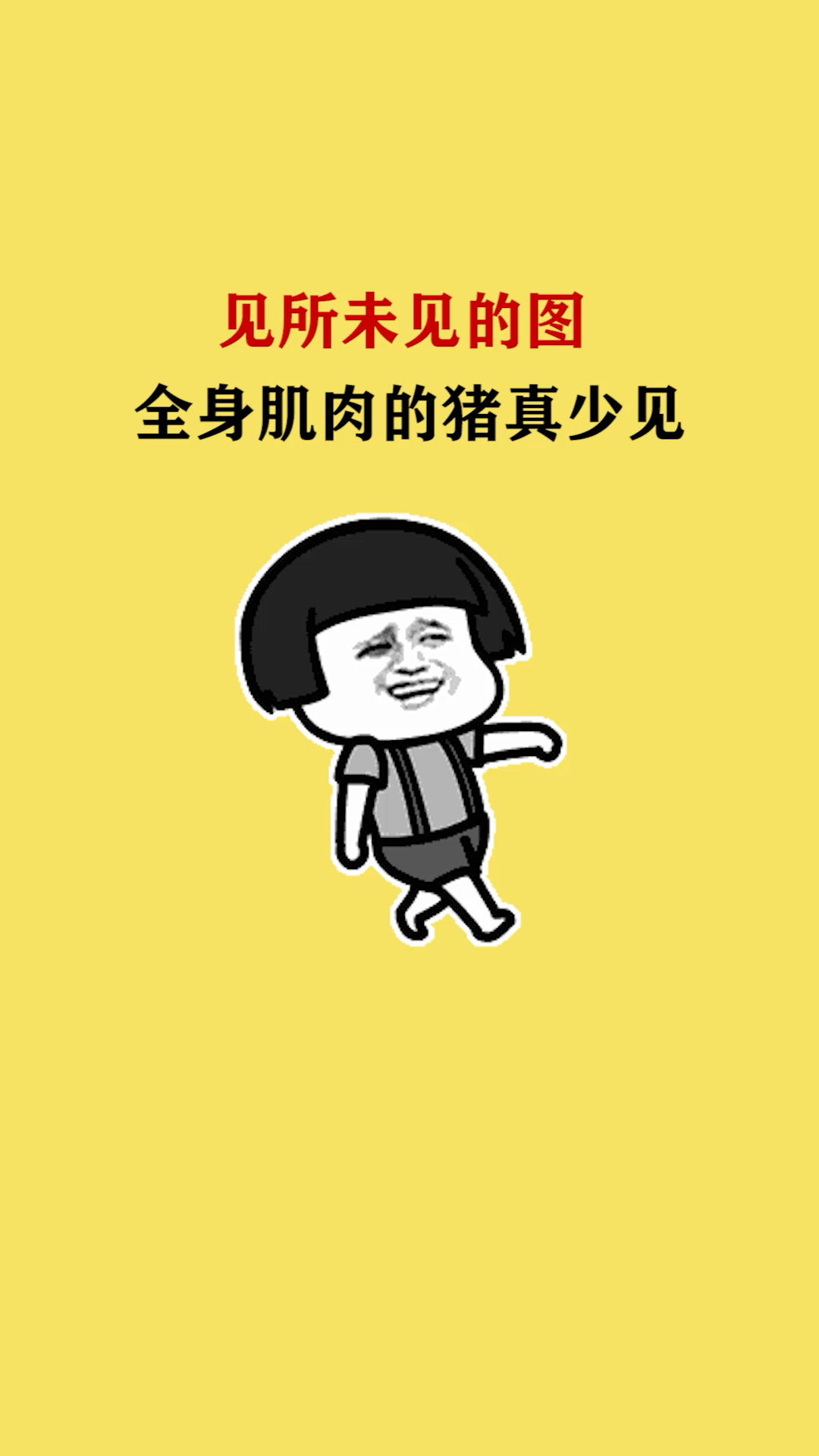 你见过全身肌肉的猪猪吗