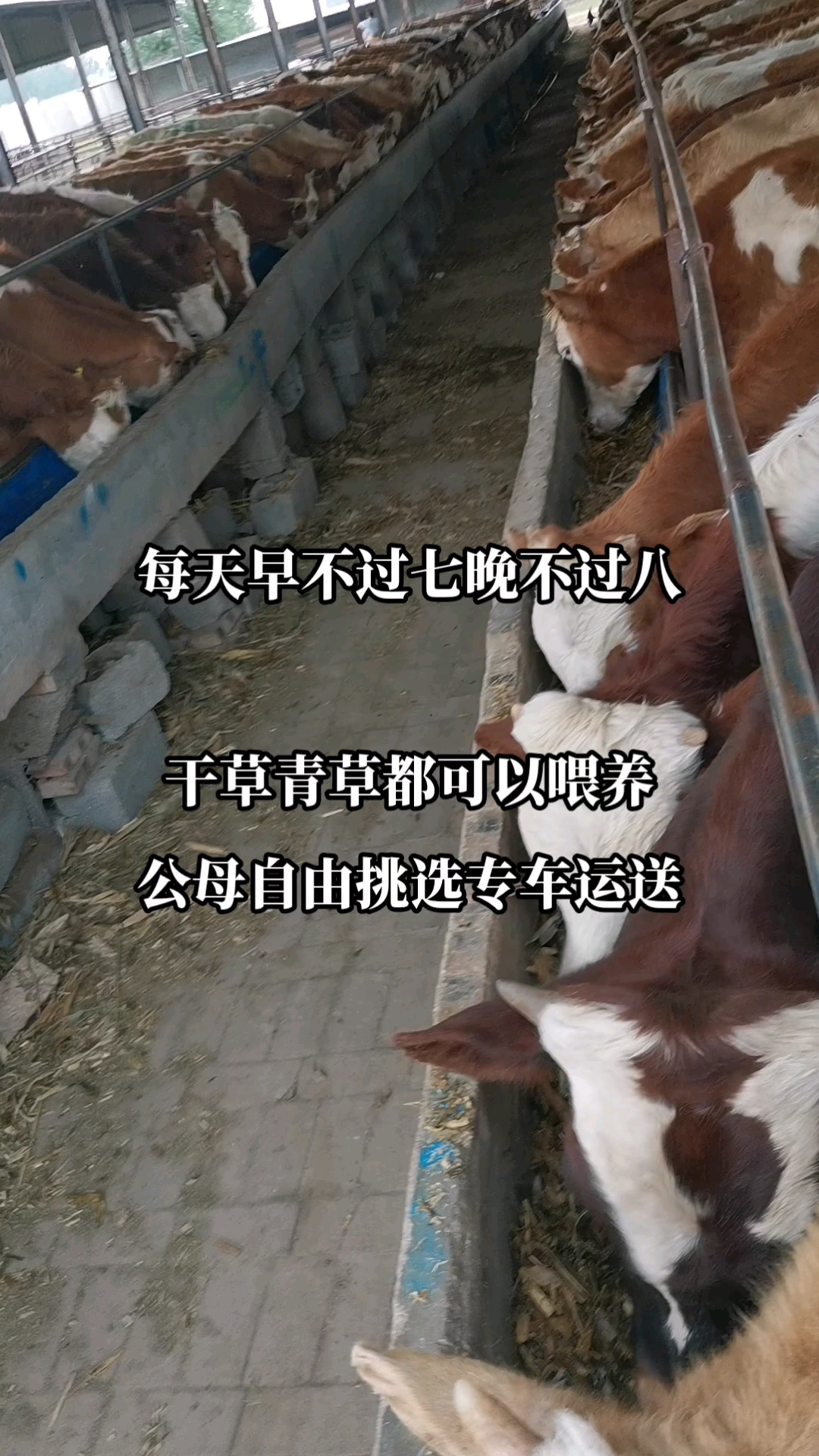 #西门塔尔牛肉牛#西门塔尔牛肉牛养殖