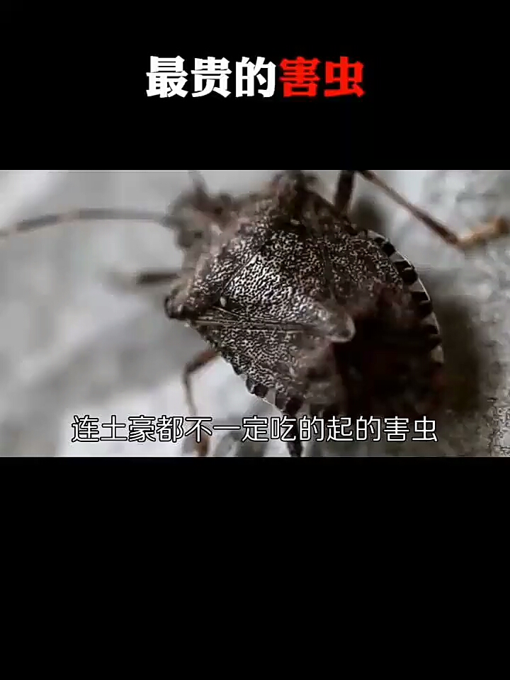 #最贵的害虫#