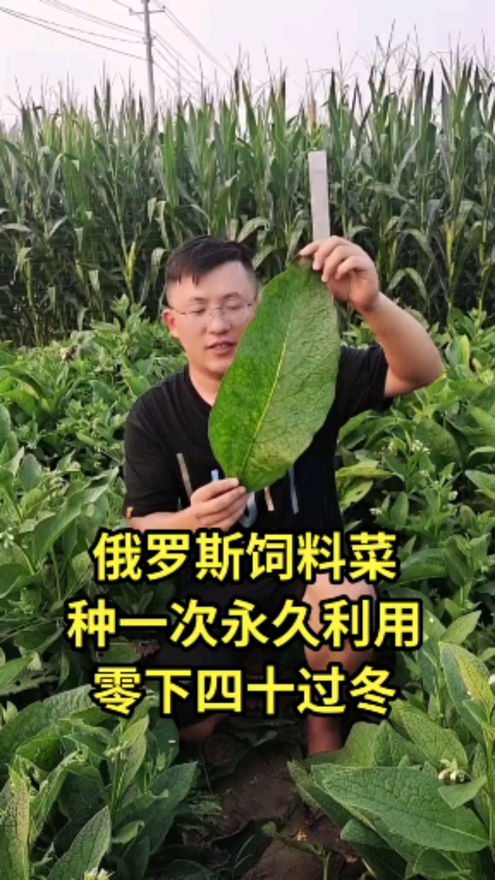 #高产牧草种子#俄罗斯饲料菜种一次永久利用!