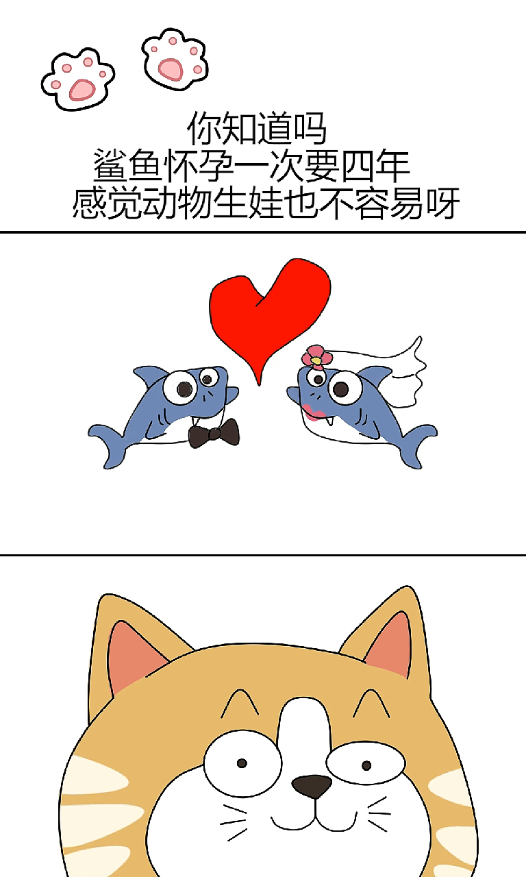 橘老板科普小知识之鲨鱼生娃