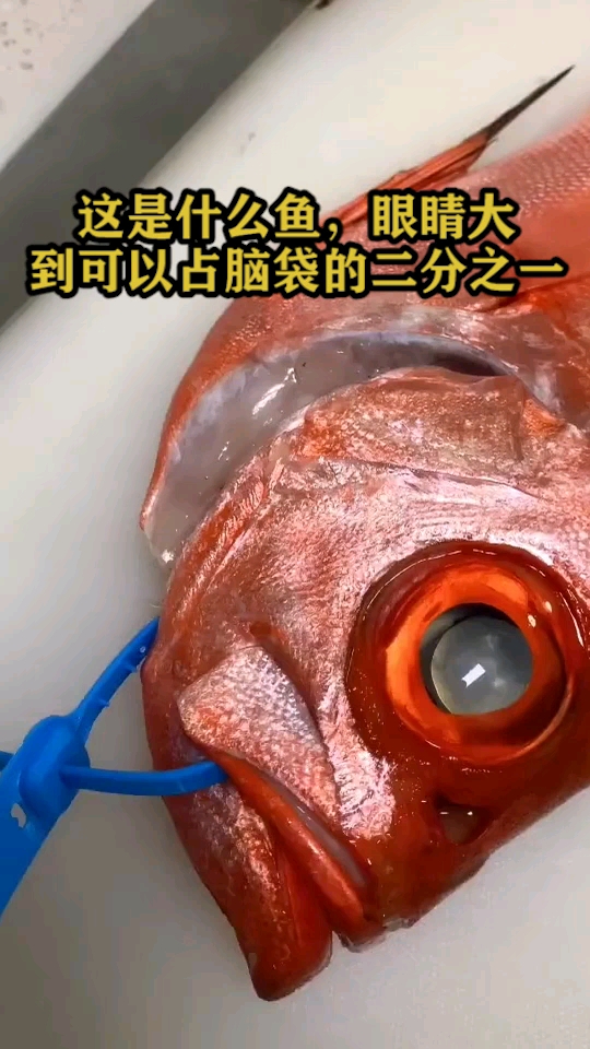 这是什么鱼,眼睛大到可以占脑袋的二分之一