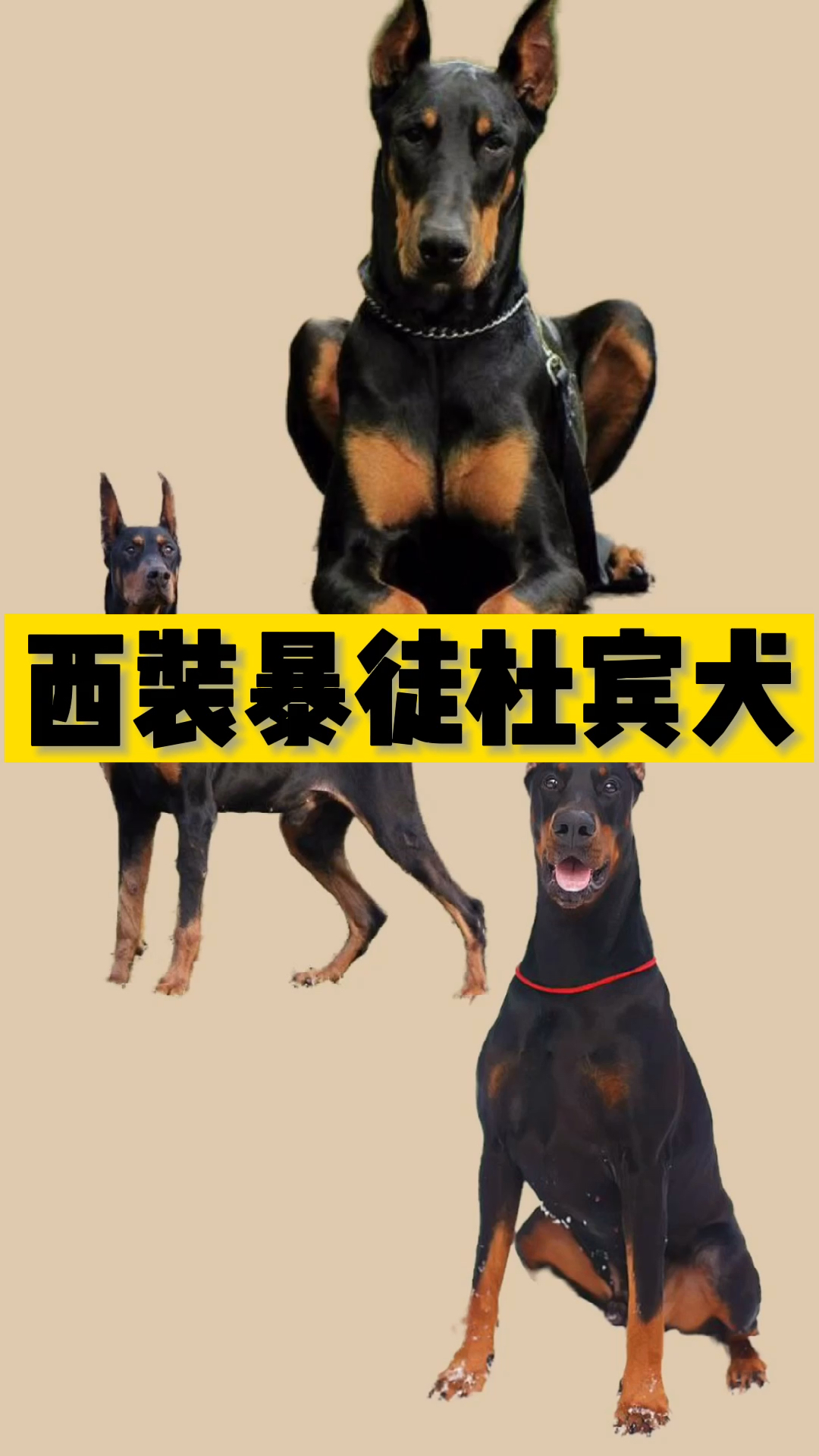 狗中绅士,杜宾