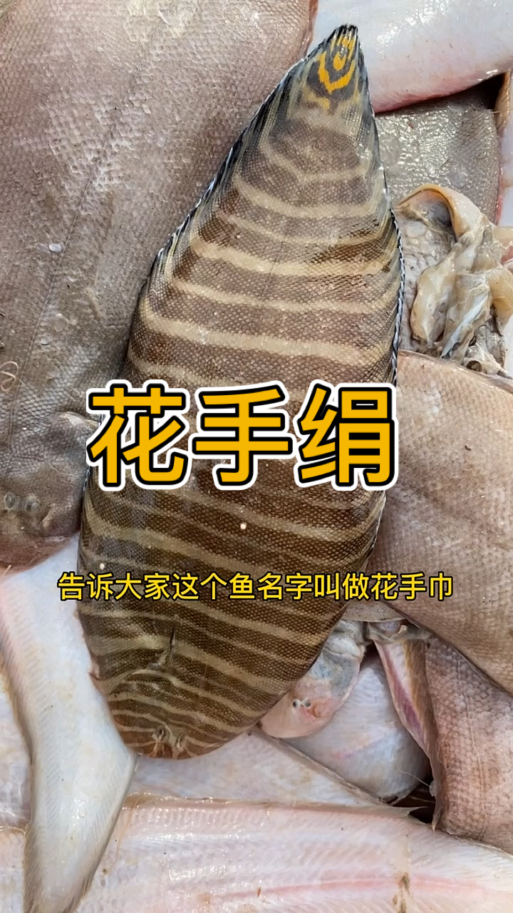 #海鲜#这条鱼我们本地叫它花手巾,也叫做花手绢,你猜对了吗?