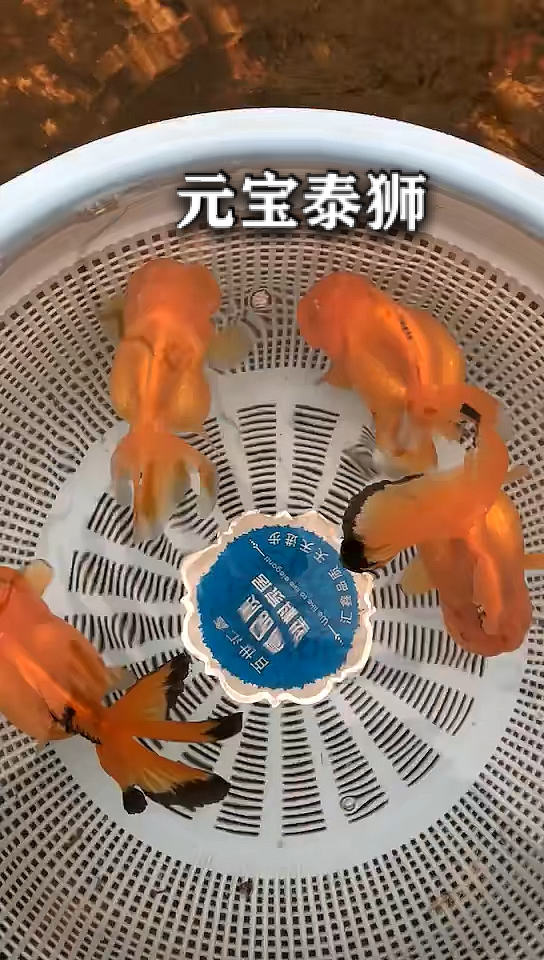 #金鱼#元宝泰狮金鱼。金黄金黄的。好漂亮啊