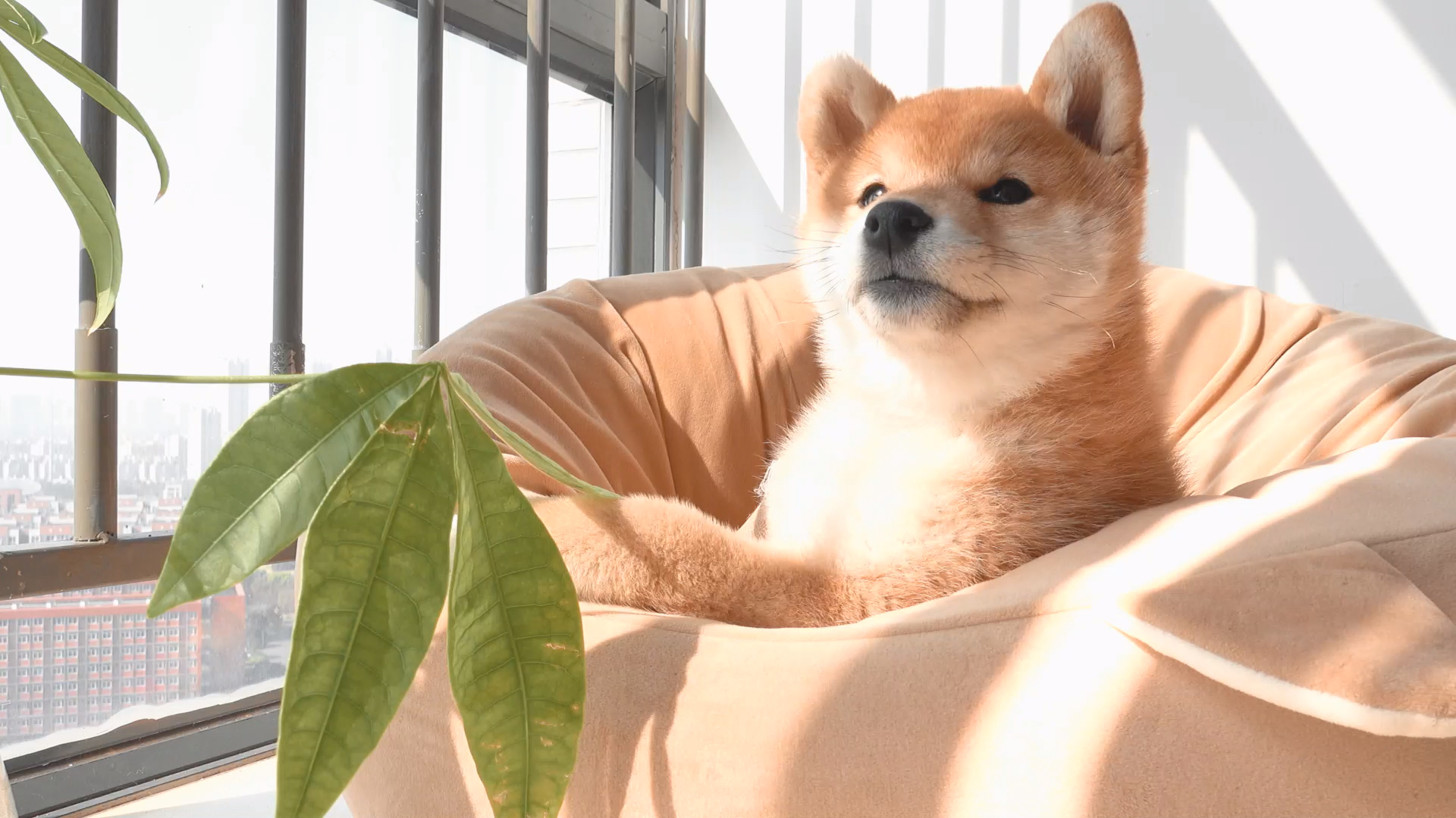 小柴犬150天了,给他们做了照片墙,记录狗子的童年