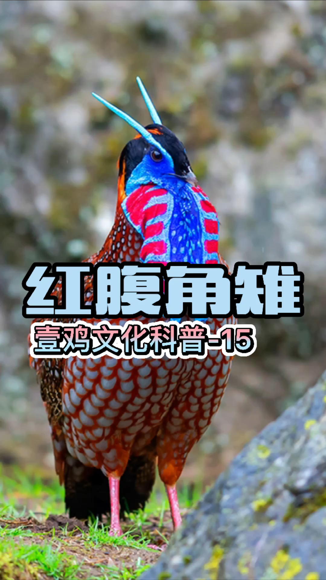 #壹鸡文化#第15集|红腹角雉,森林中会娃娃叫的鸡