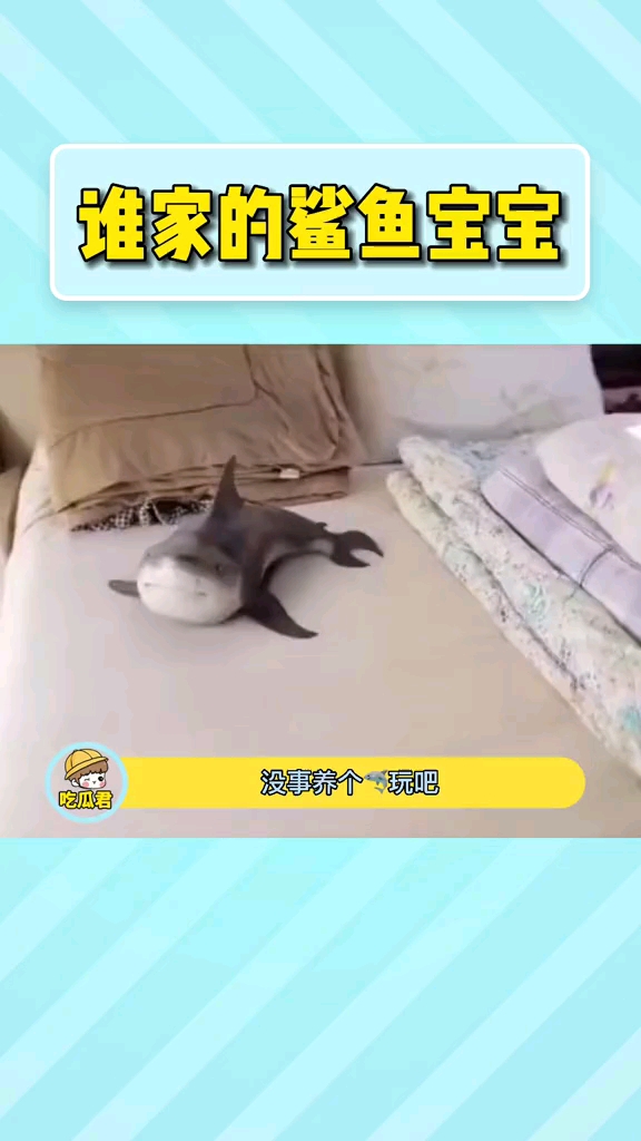 没事养个鲨鱼玩吧,鲨鱼宝宝不可爱嘛!