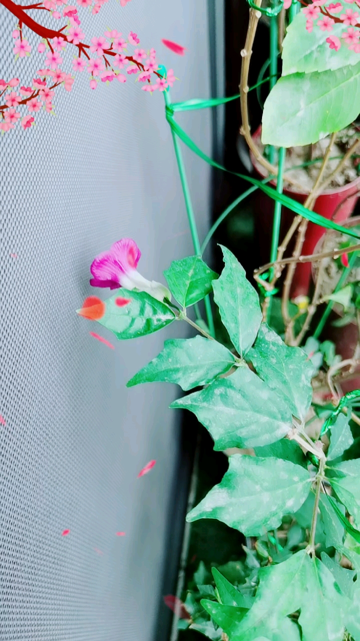 #全民颜选#美丽老鸭嘴花