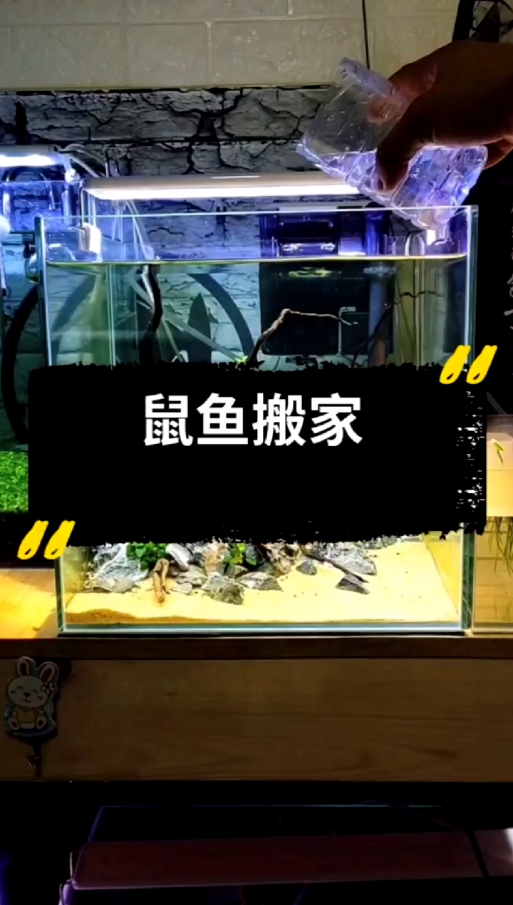 #热带鱼#入缸几只小鼠鱼