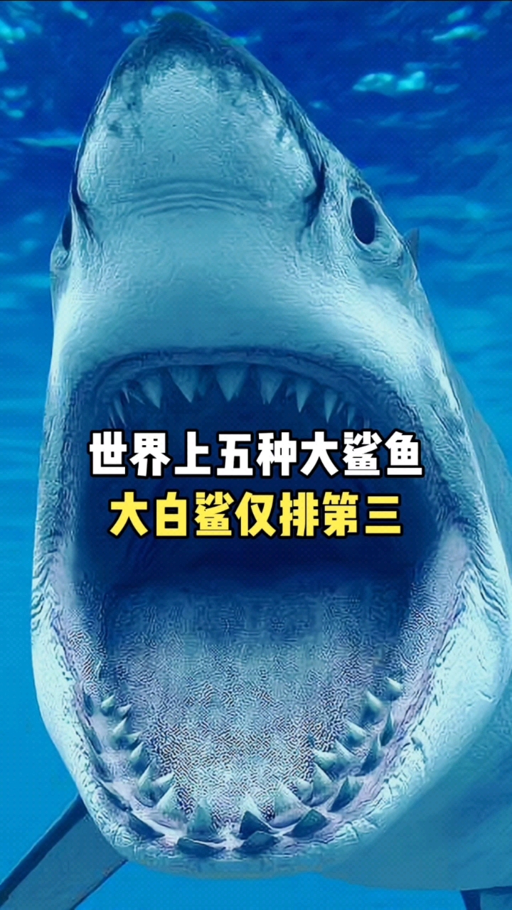 #科普#世界上的五种大鲨鱼,大白鲨仅第三