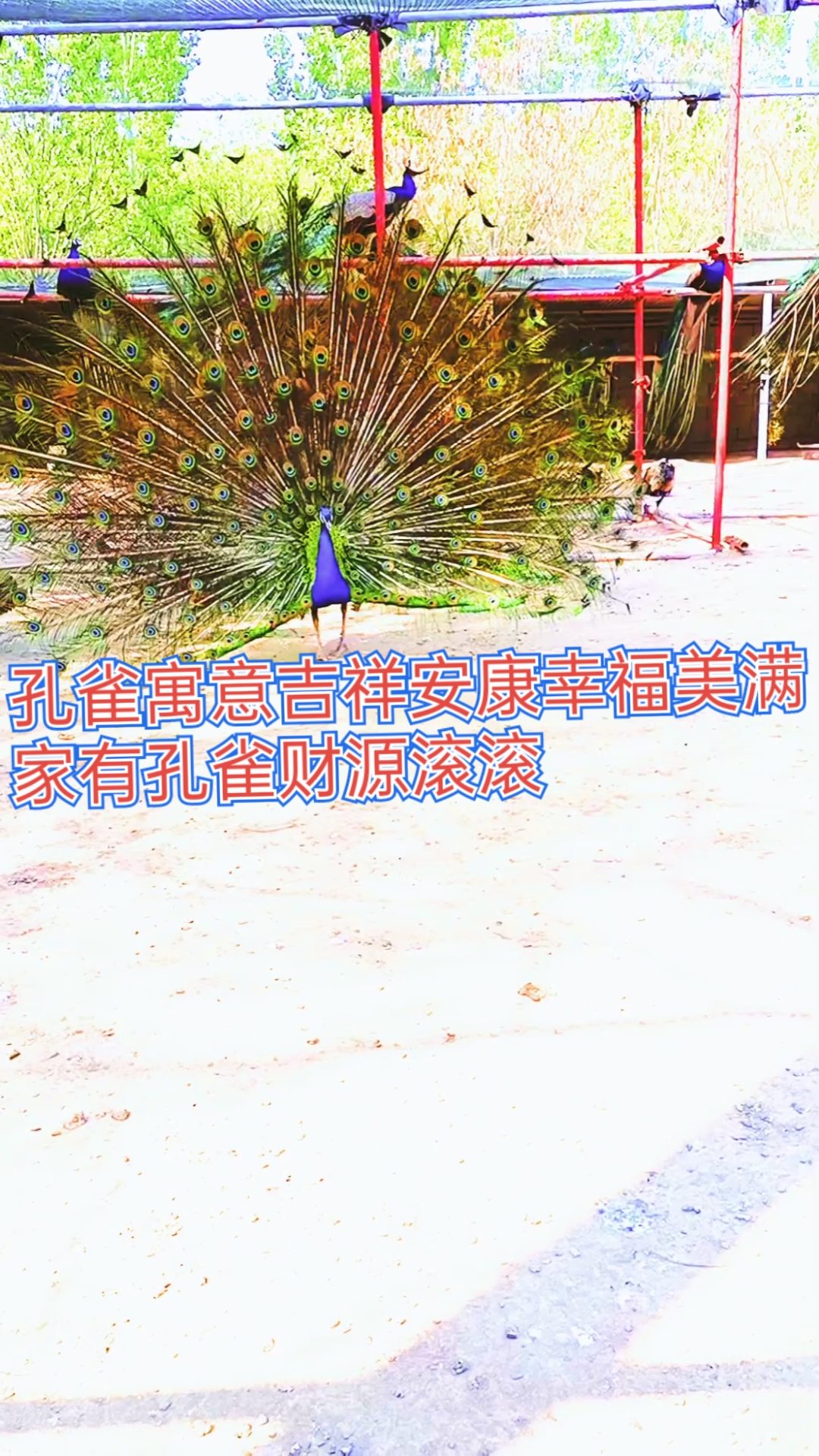 五年的蓝孔雀,尾屏非常漂亮