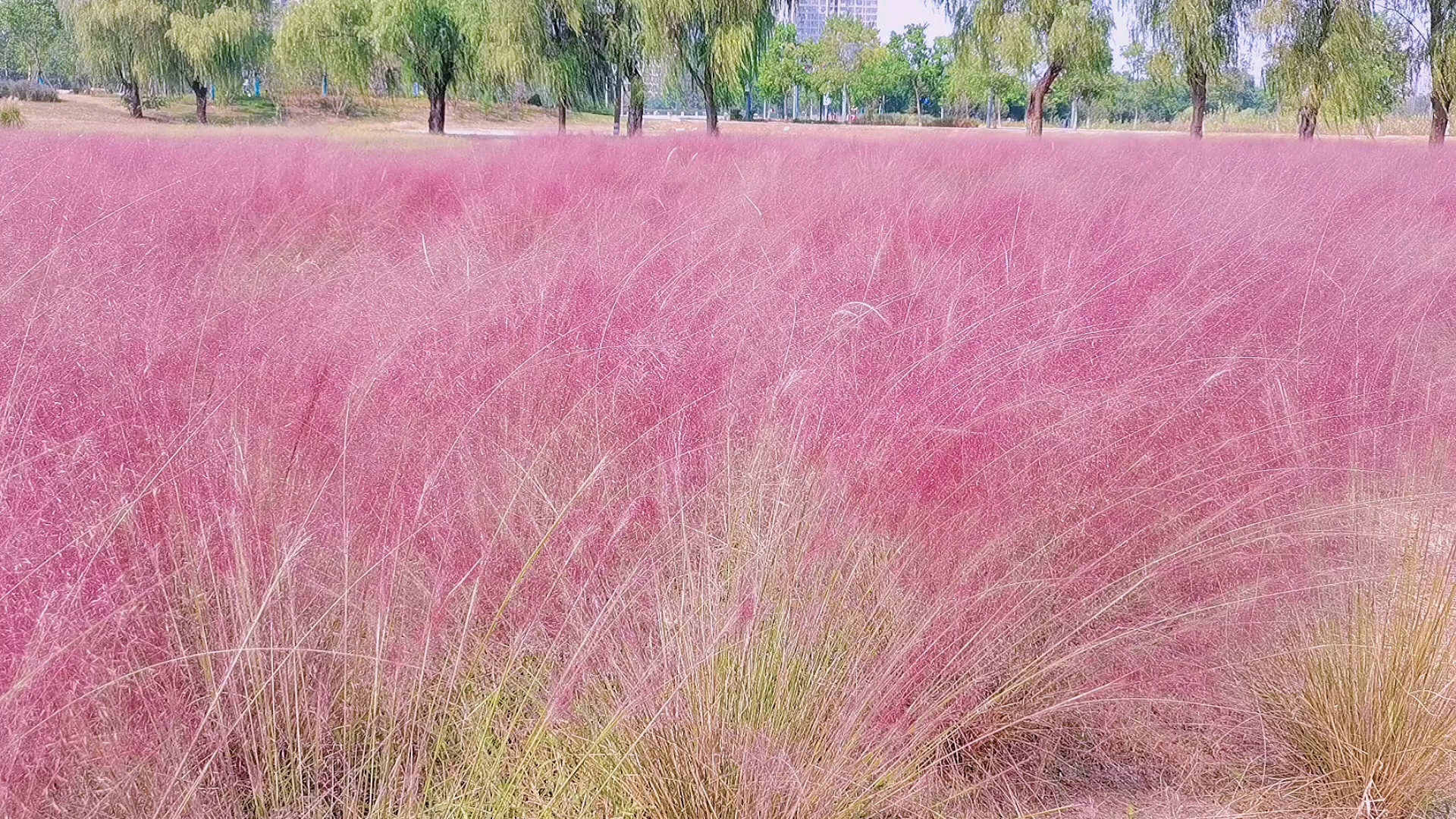 又到啦粉黛花的季节哦