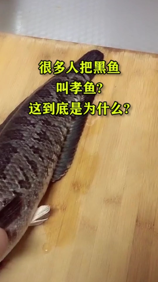 很多人把黑鱼叫孝鱼?这到底是为什么?
