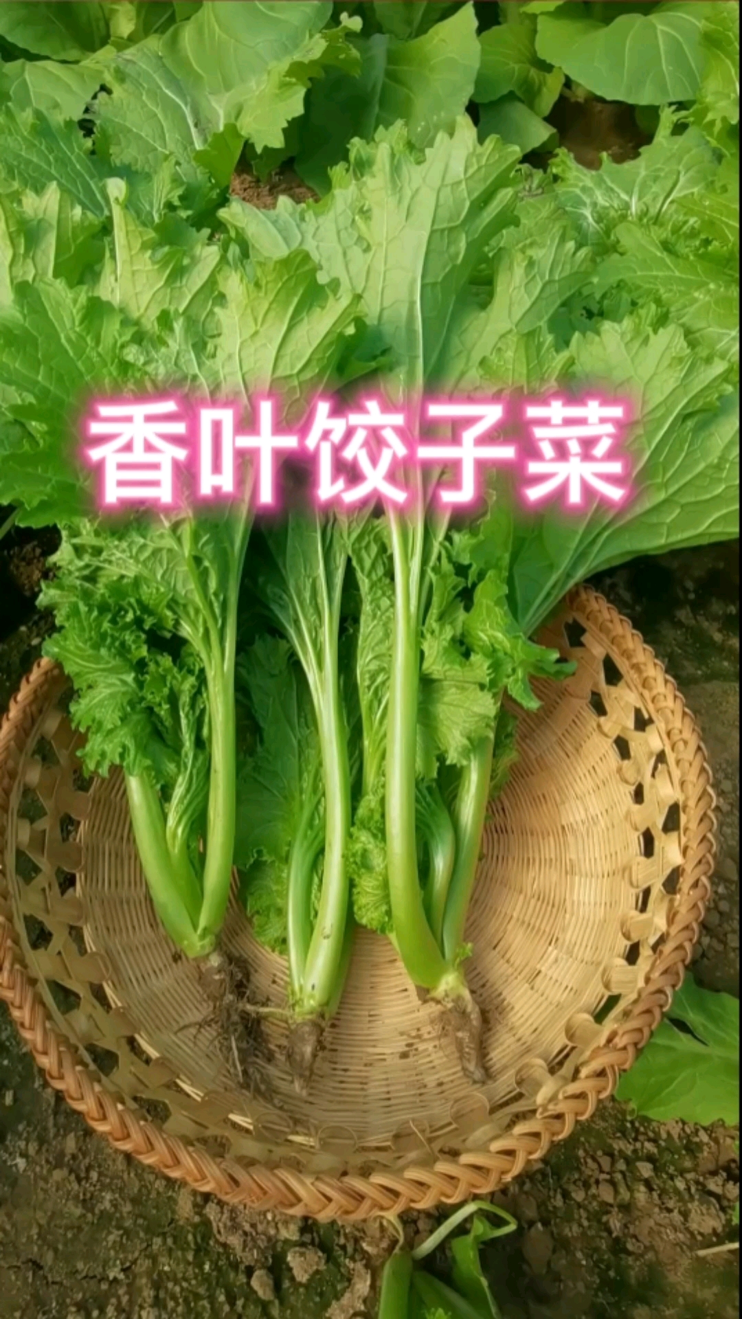 香叶饺子菜