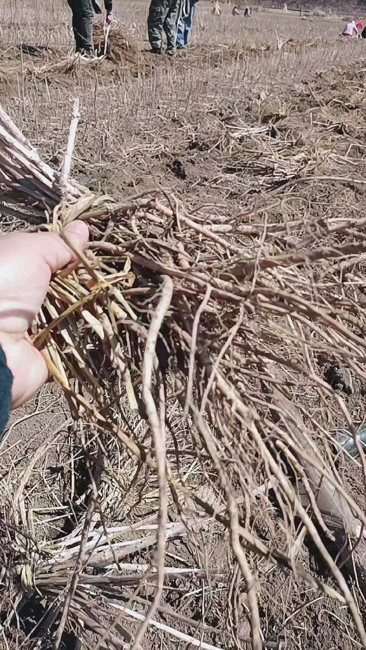 刺老芽苗开始起苗喽,刺老芽也叫刺嫩芽,刺龙芽,乌龙头,刺老包,树头菜