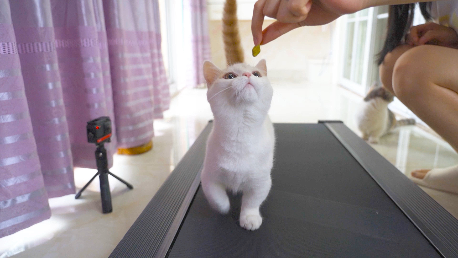 #我家萌宠成精了#用小鱼干骗猫上跑步机，猫居然迈着小短腿跑了起来！