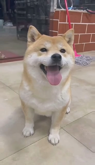 #音为有你#超级表情包#柴犬