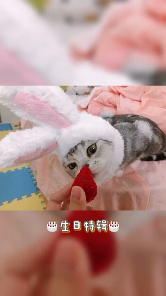 #家有猫咪#不用烤箱的懒人蛋糕在家就能做出来