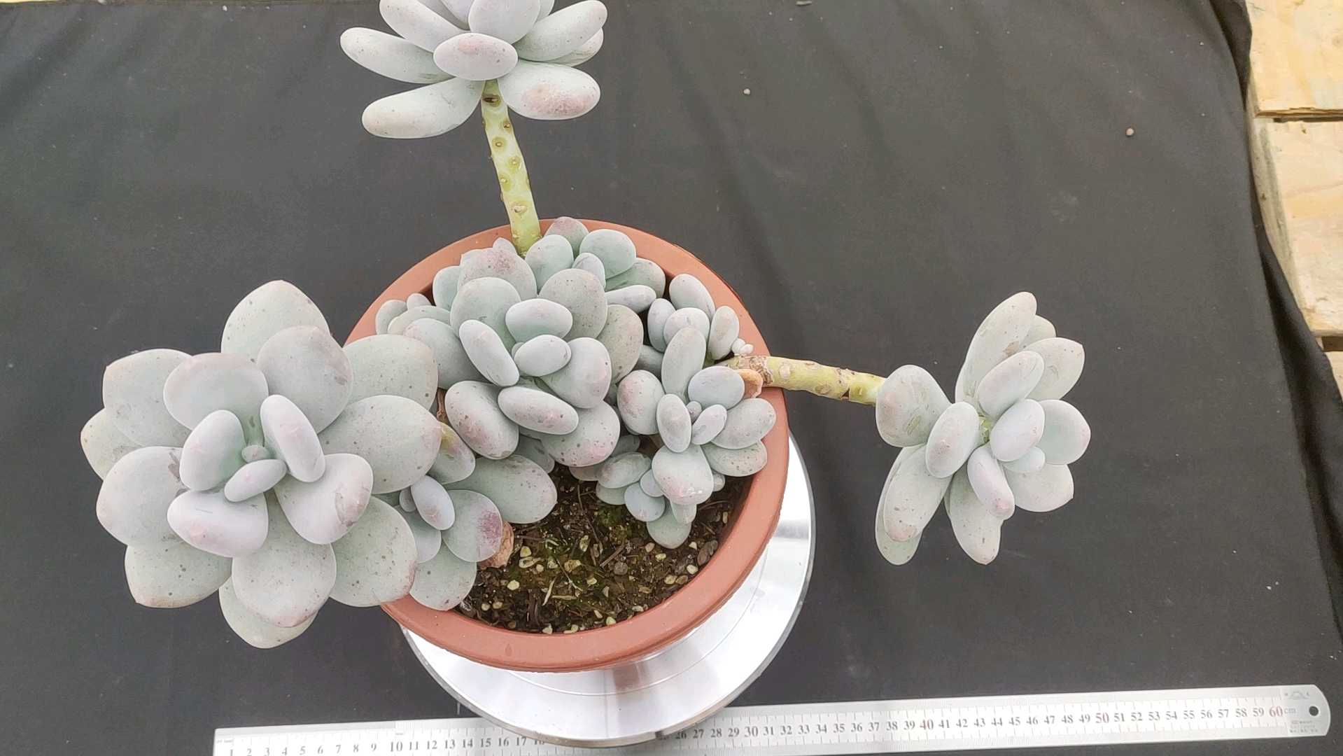 #大叶奶日系#多肉