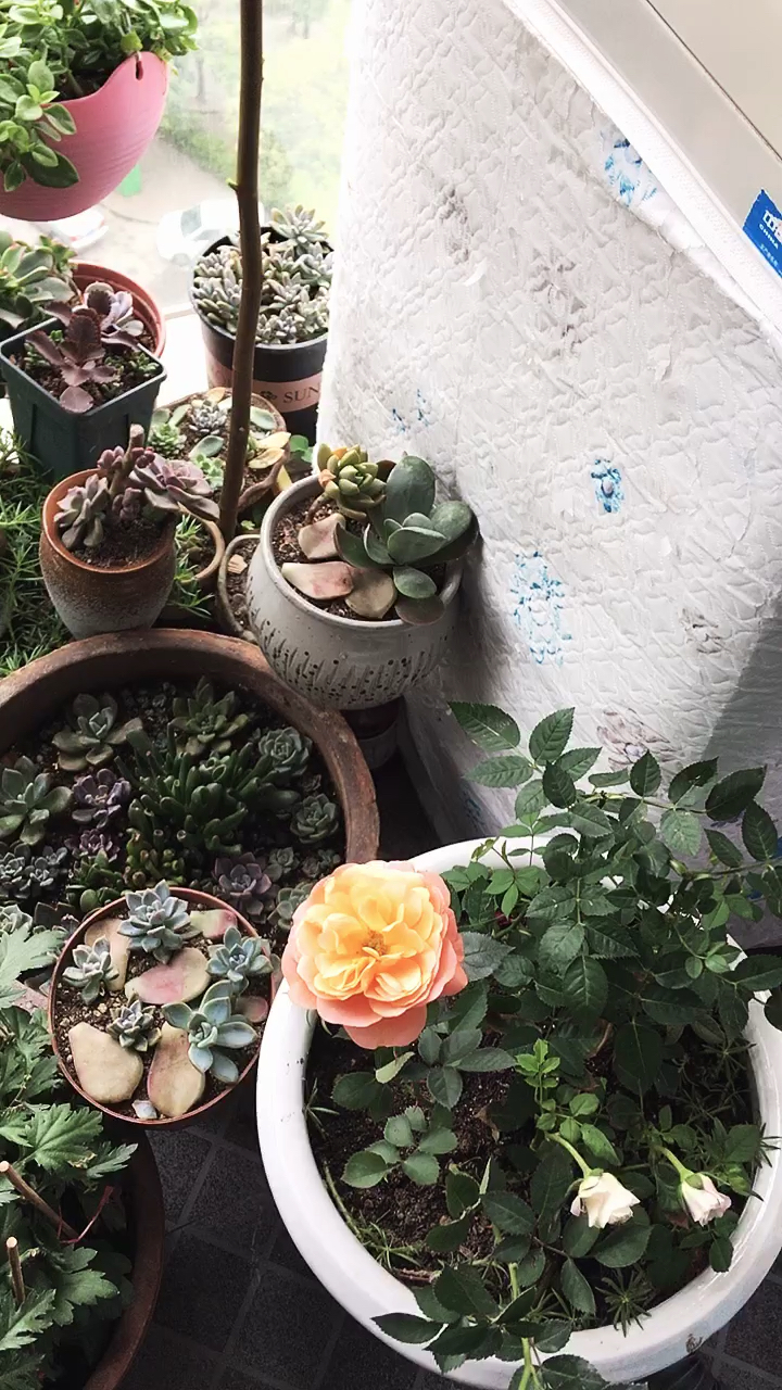 怎样养好雅乐之舞和桃美人希望花友们给意见。谢谢