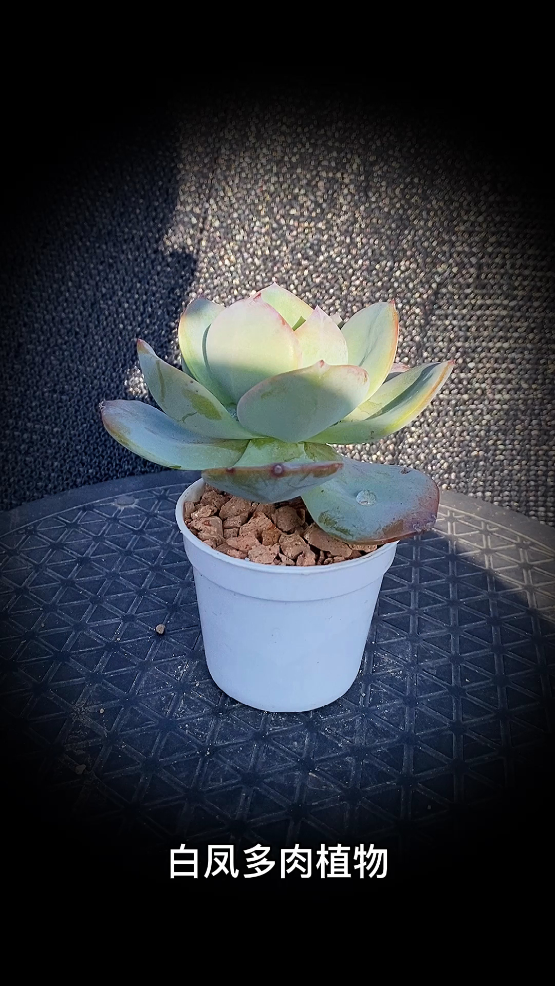 #有一种可爱叫多肉!#白凤多肉植物:是景天科拟石莲花属的多肉植物。
