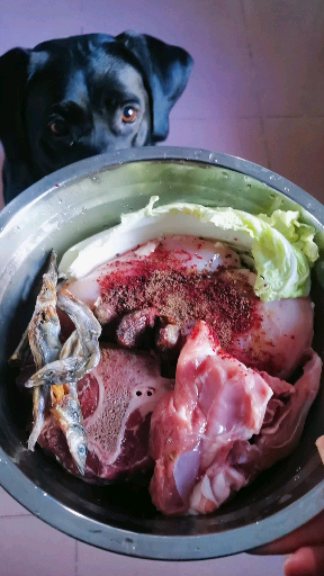 #生骨肉喂养#生骨肉喂养大法好。健康!