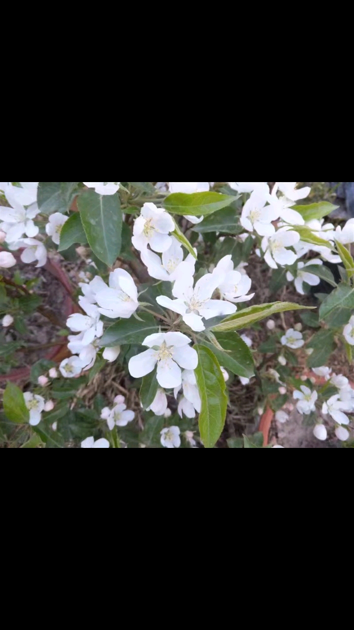 #海棠花#老家的海棠花