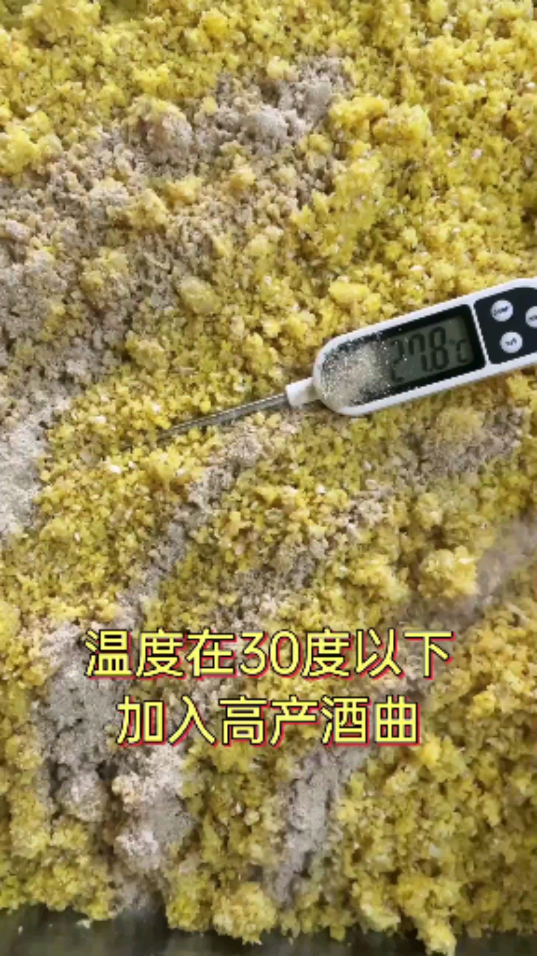 #酿酒技术#半固态玉米就是这么简单，8天蒸酒！