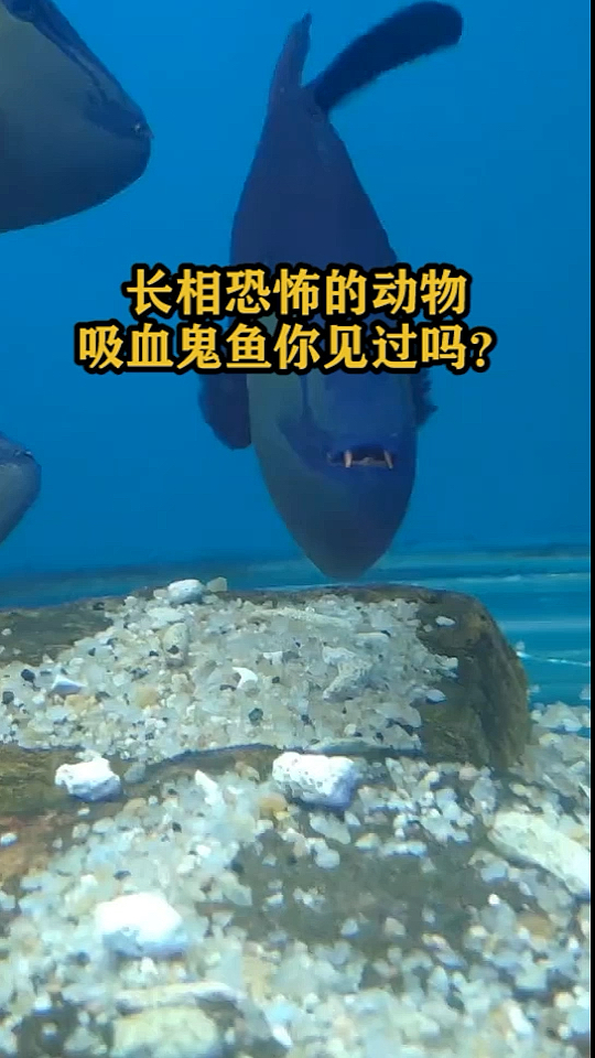 长相恐怖的动物吸血鬼鱼你见过吗?