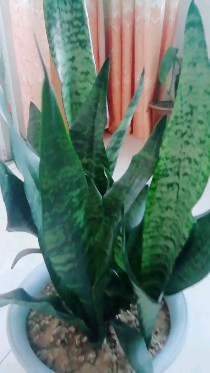 #多肉植物#虎皮兰