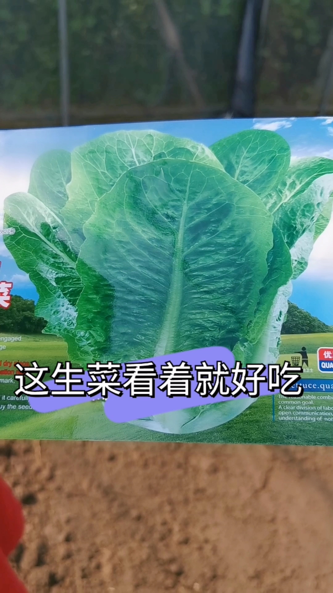 这个生菜品种耐热,脆嫩微甜,现在正是种植的好时候