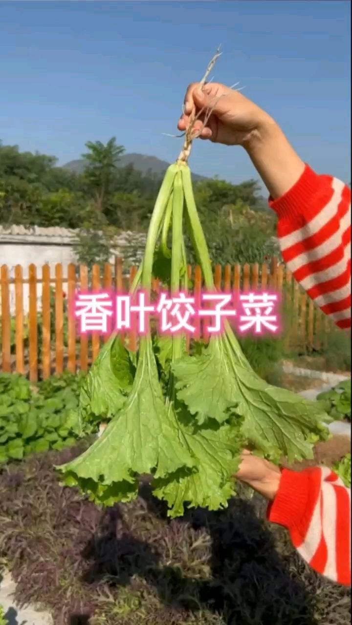 香叶饺子菜