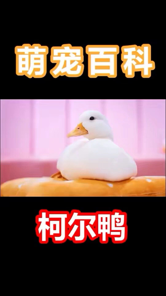 #家有萌宠#一只能当宠物养的小叫鸭,你喜欢吗