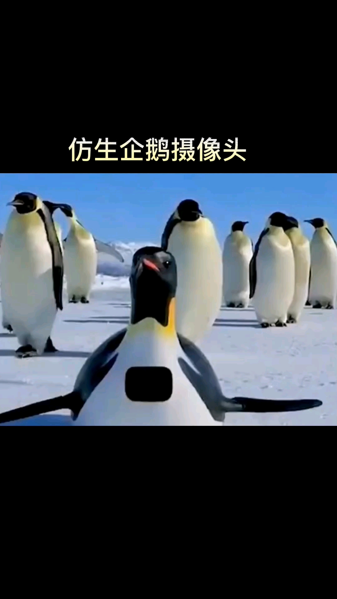 仿生企鹅摄像头,你见过吗?