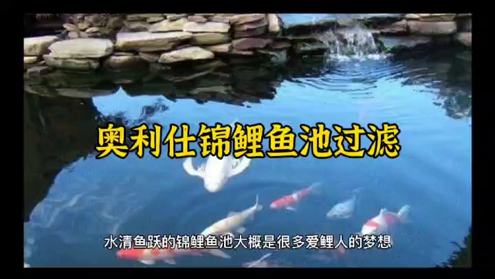 庭院鱼池锦鲤,如何照顾才能鲜活可爱?#鱼池过过滤系统