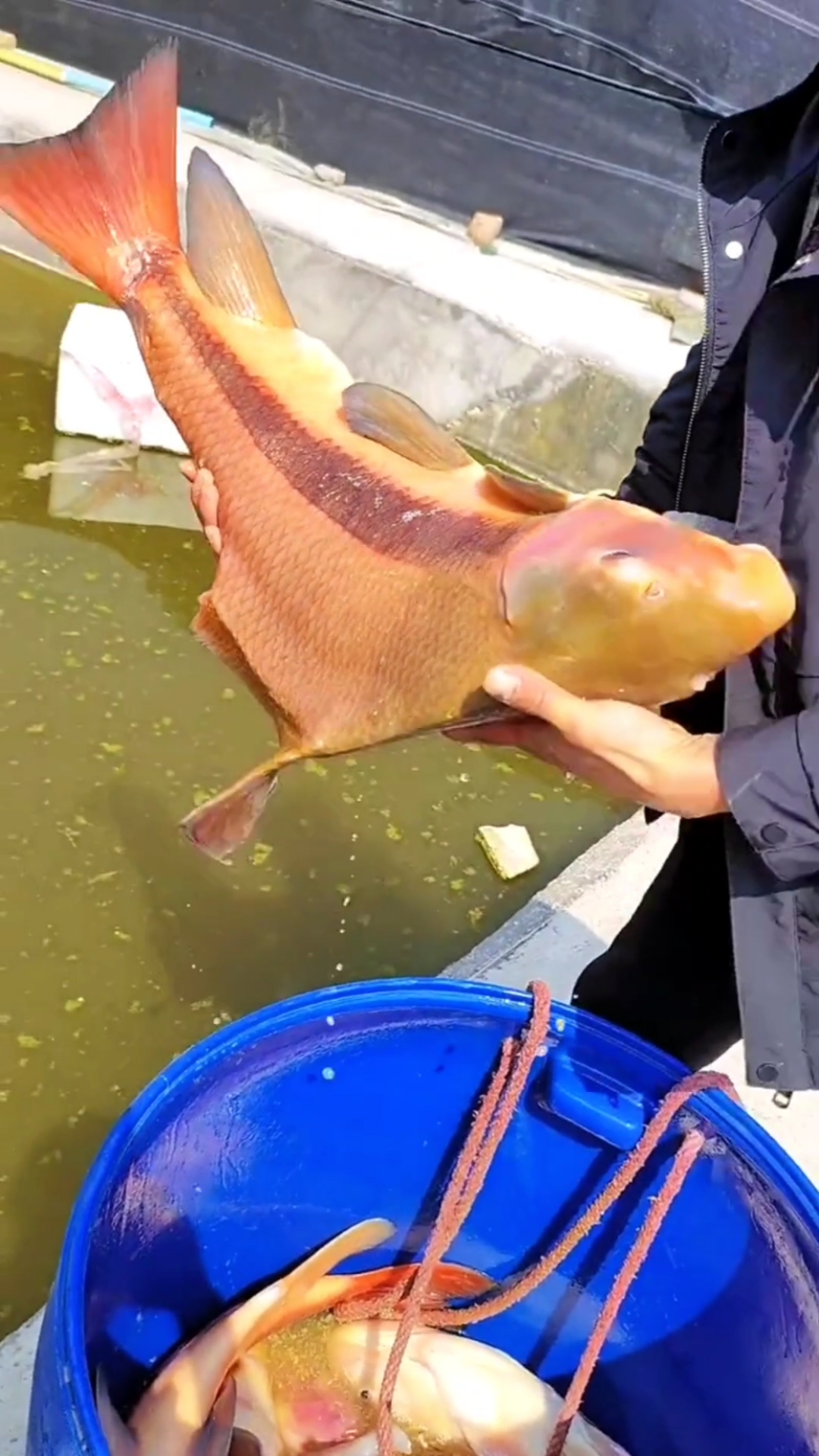 #胭脂鱼养殖#胭脂鱼是人工繁殖鱼中皇后,被称为亚洲美人鱼,叫一帆风顺,适合和其它鱼类混合养