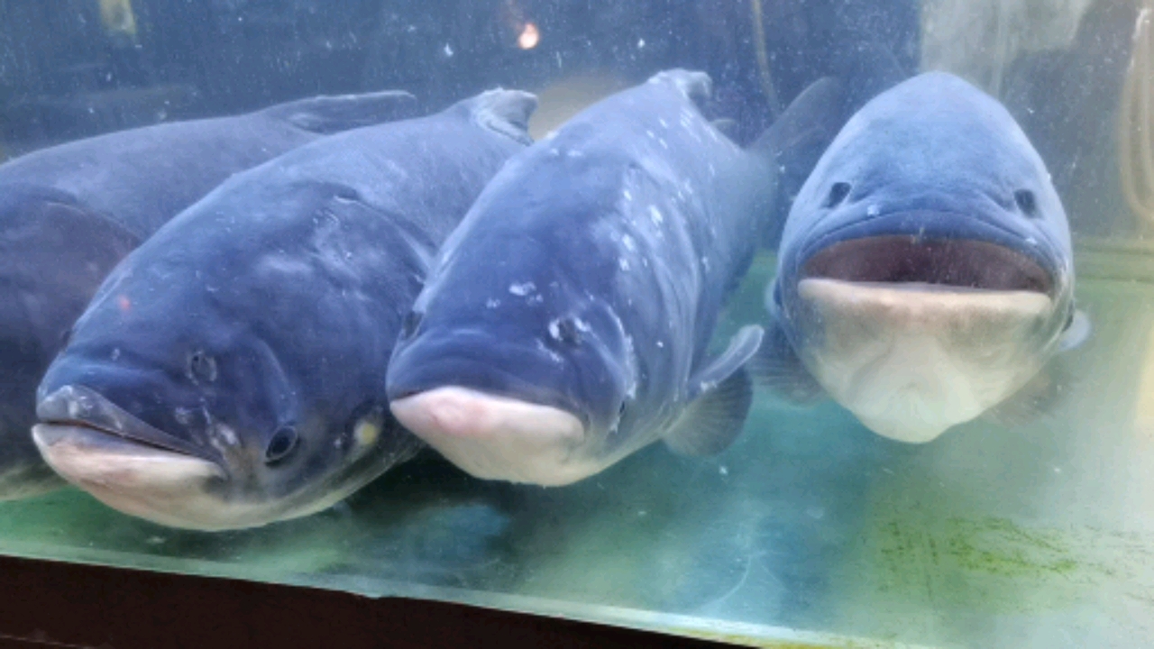 #上海浦东#千岛湖草鱼。浦东金桥这边的餐厅一般烹饪一条45元/斤。。