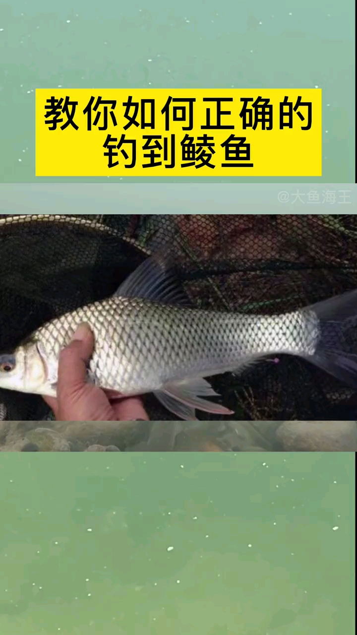 #钓鱼#钓友们知道鲮鱼生活在哪个水层吗?你知道怎样才能钓到鲮鱼吗