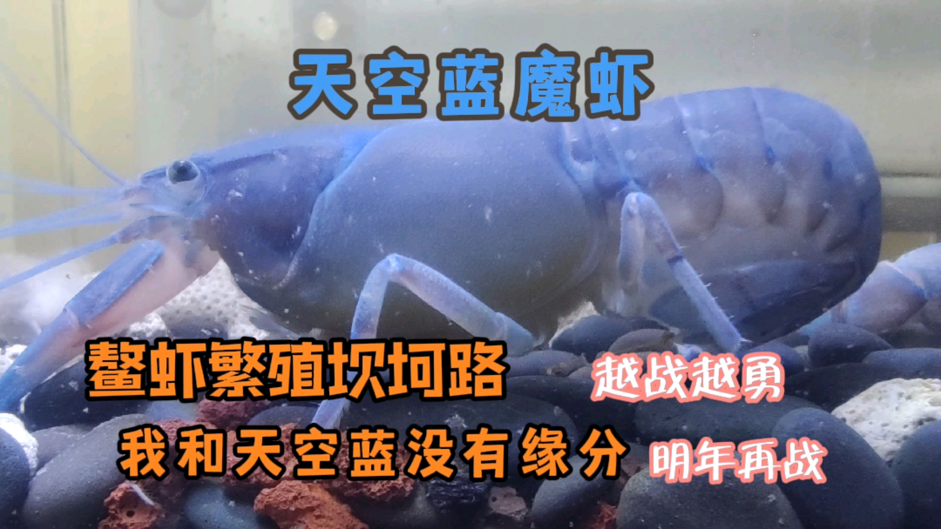 #记录生活#橘幽灵鳌虾打架，天空蓝魔虾无辜躺枪，我的鳌虾繁殖坎坷路