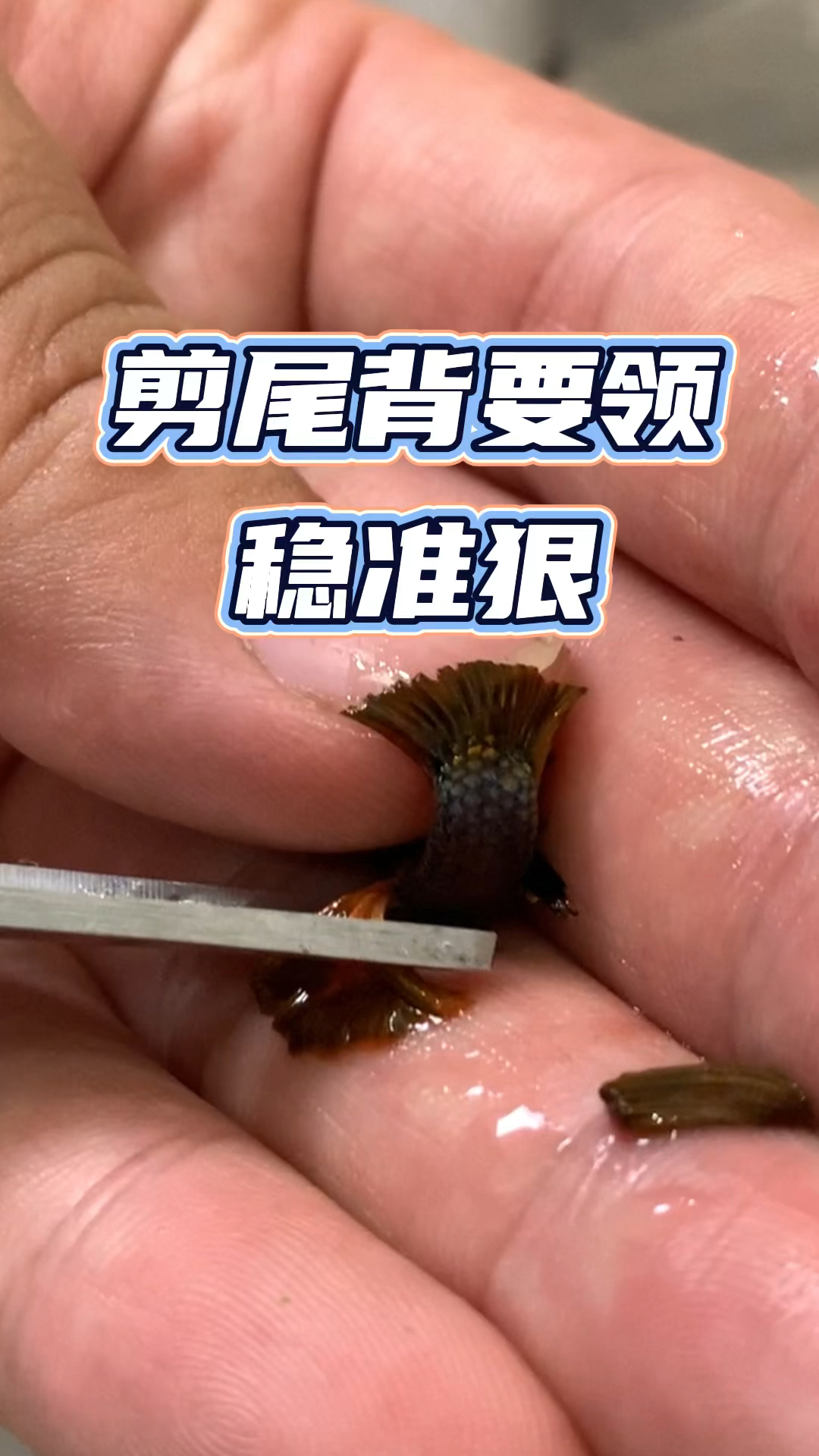 给孔雀鱼剪尾背要稳准狠#观赏鱼#养鱼日记#孔雀鱼#水族#养鱼日常