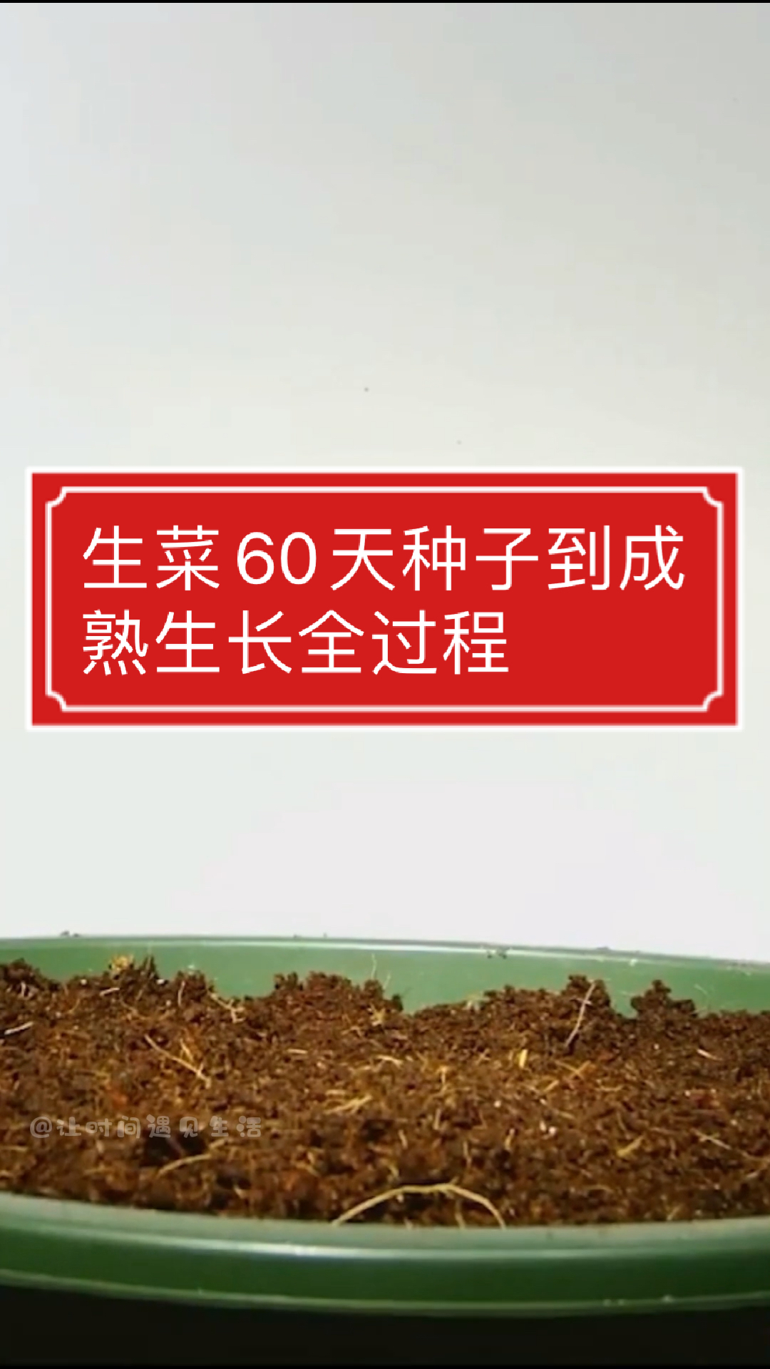 生菜种子到成熟60天生长过程